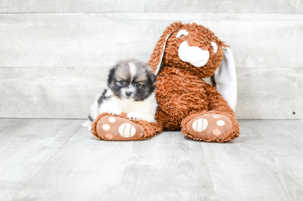 Pomeranian Pup Being Cute