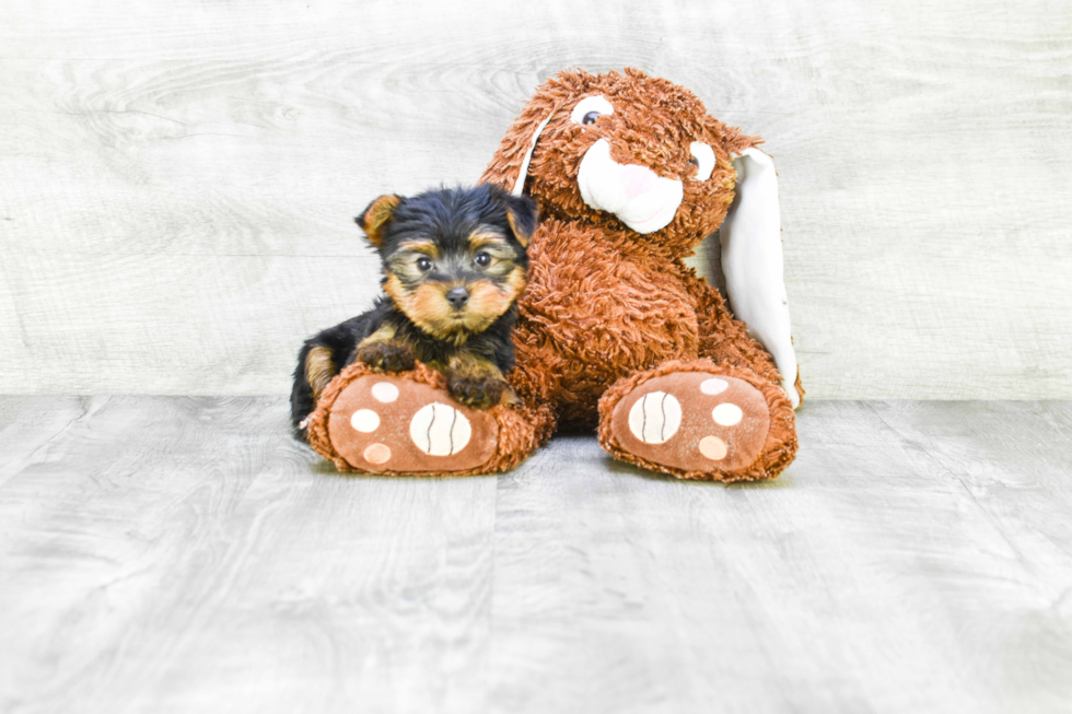 Meet Isabella - our Yorkshire Terrier Puppy Photo 