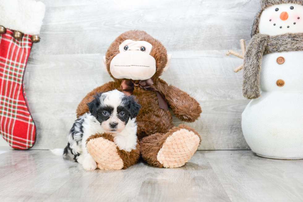 Teddy Bear Pup Being Cute