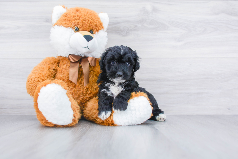 Mini Aussiedoodle Puppy for Adoption