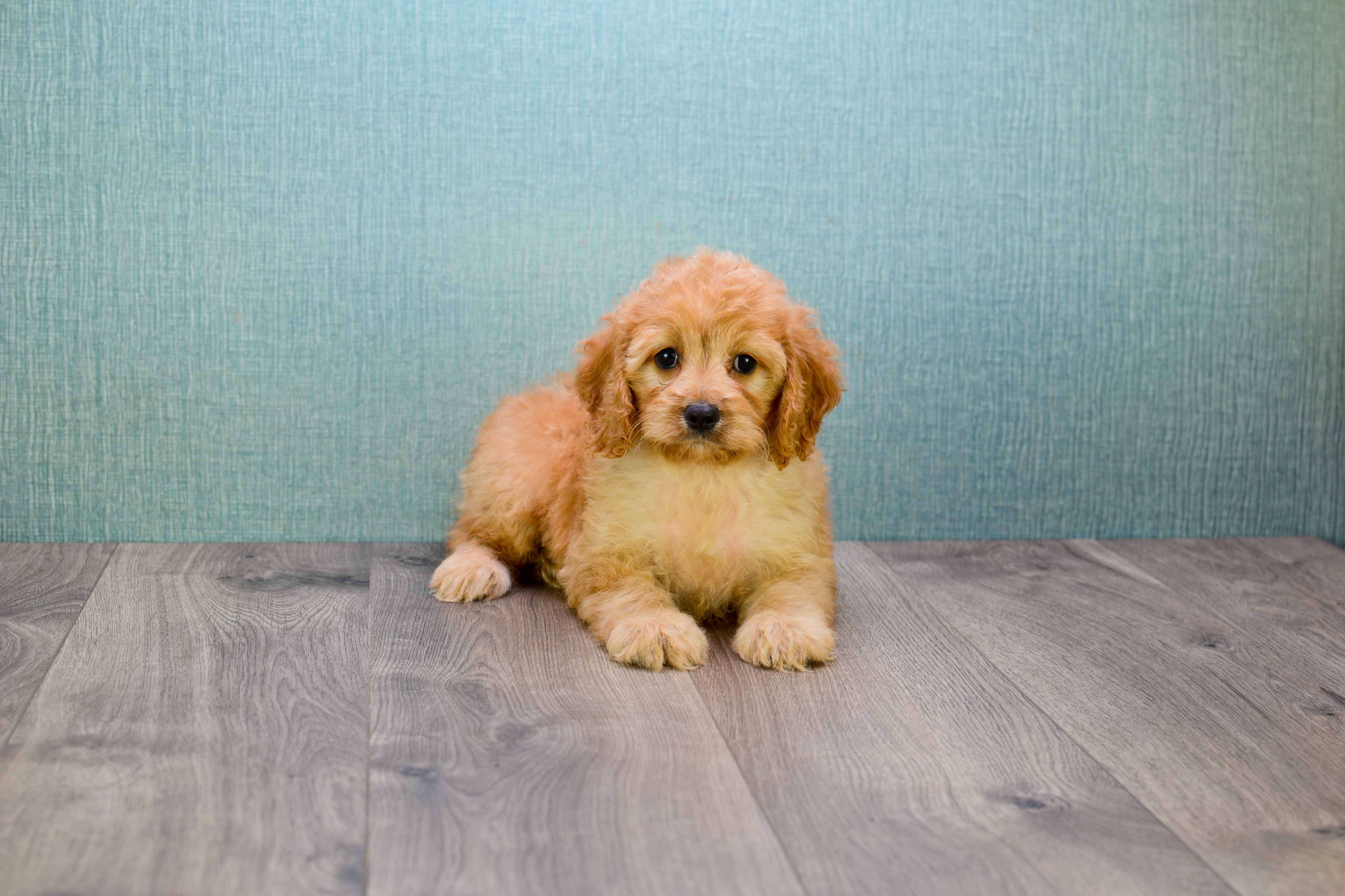 Fluffy Mini Goldendoodle Poodle Mix Pup