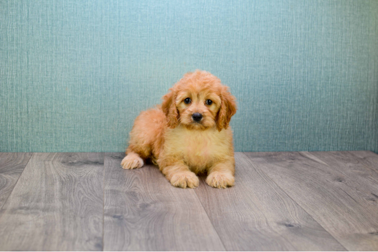 Fluffy Mini Goldendoodle Poodle Mix Pup