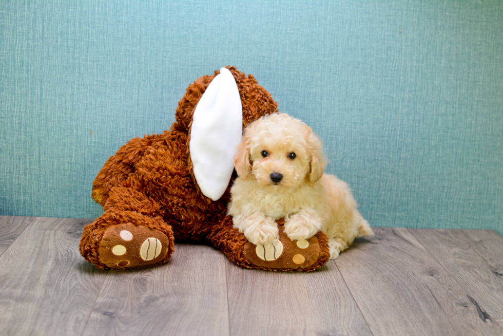 Energetic Cavoodle Poodle Mix Puppy