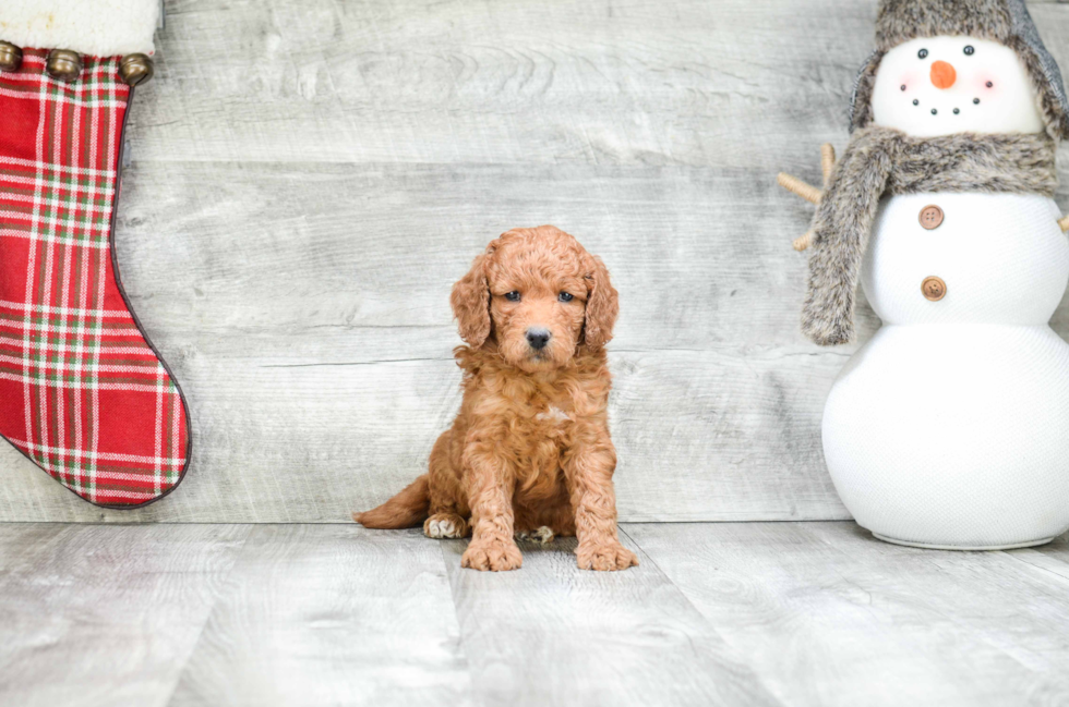 Hypoallergenic Golden Retriever Poodle Mix Puppy