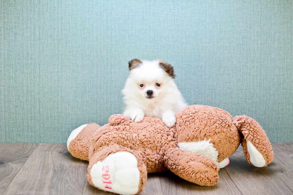 Pomeranian Puppy for Adoption