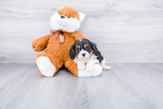 Best Cavalier King Charles Spaniel Baby