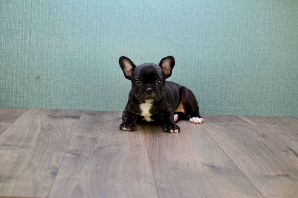 Petite Frenchie Purebred Puppy