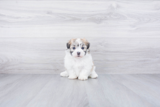 Playful Havanese Purebred Pup