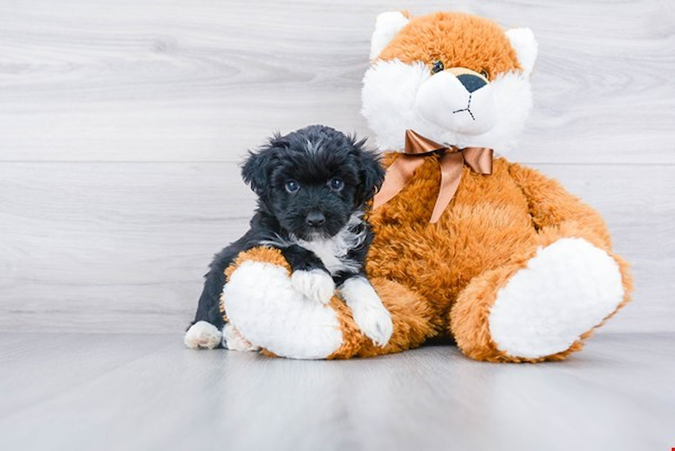 Mini Aussiedoodle Puppy for Adoption