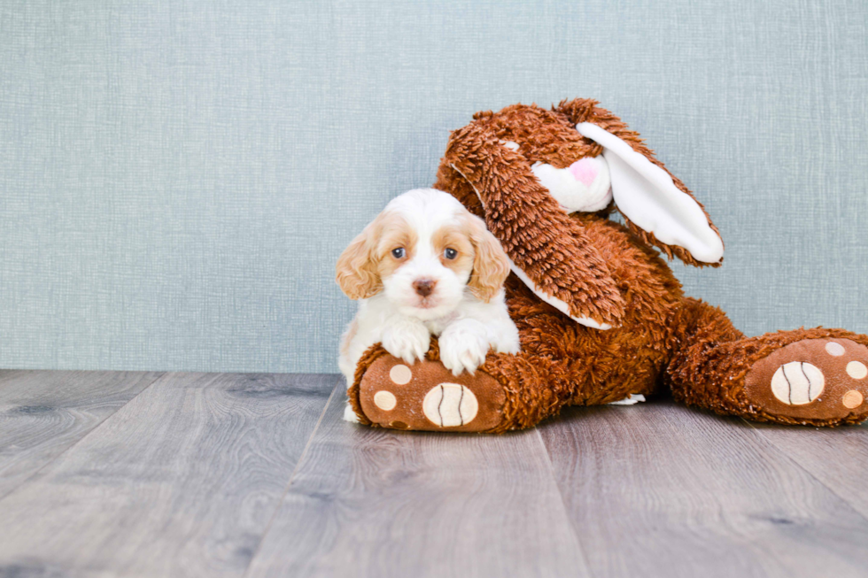 Best Cockapoo Baby