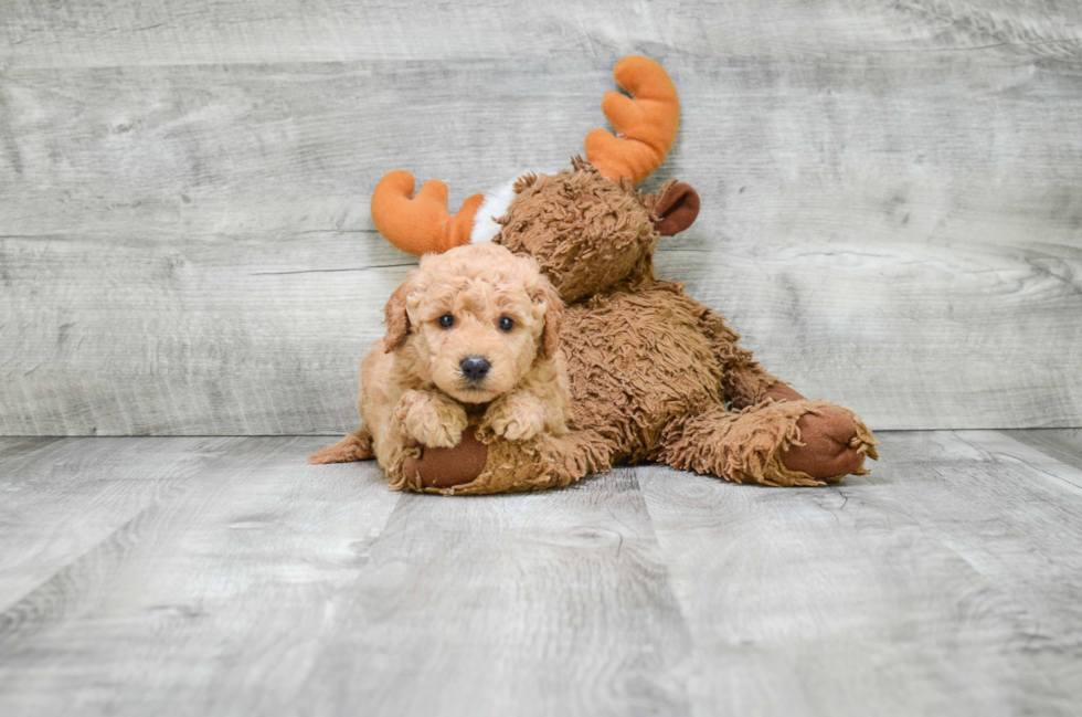 Mini Goldendoodle Pup Being Cute