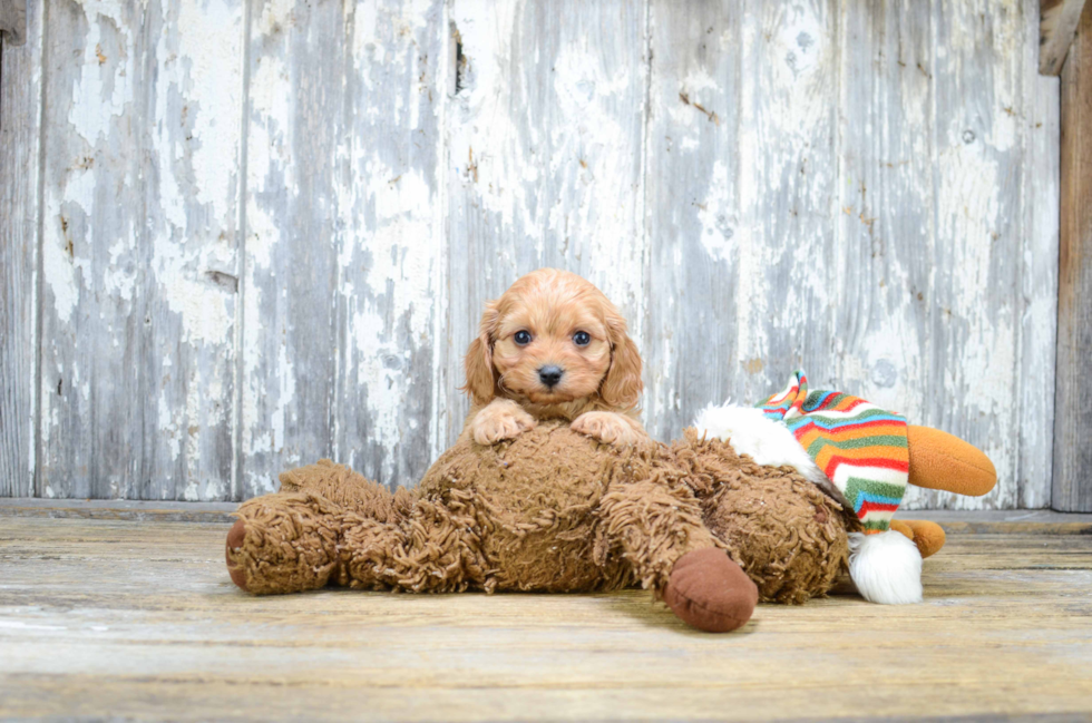 Playful Cavoodle Poodle Mix Puppy