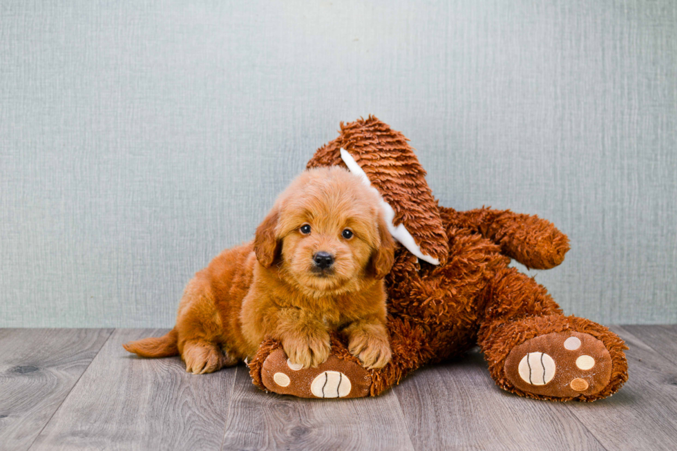 Smart Mini Goldendoodle Poodle Mix Pup