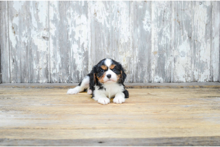 Small Cavalier King Charles Spaniel Purebred Pup