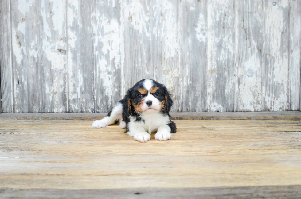 Small Cavalier King Charles Spaniel Purebred Pup