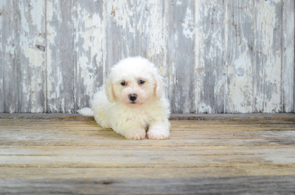 Bichon Frise Puppy for Adoption