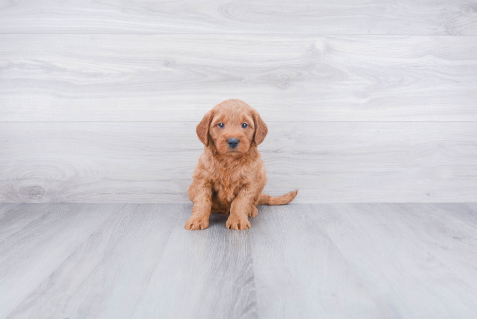 Funny Mini Goldendoodle Poodle Mix Pup