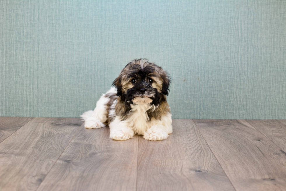 Best Havanese Baby