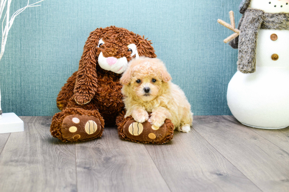 Cavapoo Pup Being Cute