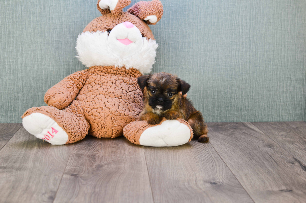 Brussels Griffon Puppy for Adoption