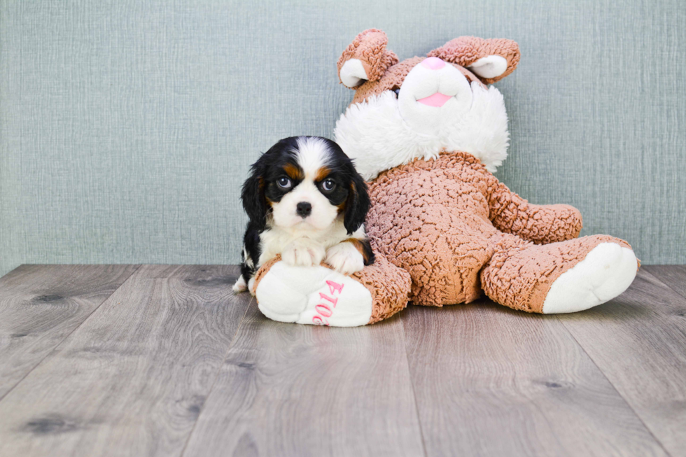 Cavalier King Charles Spaniel Puppy for Adoption