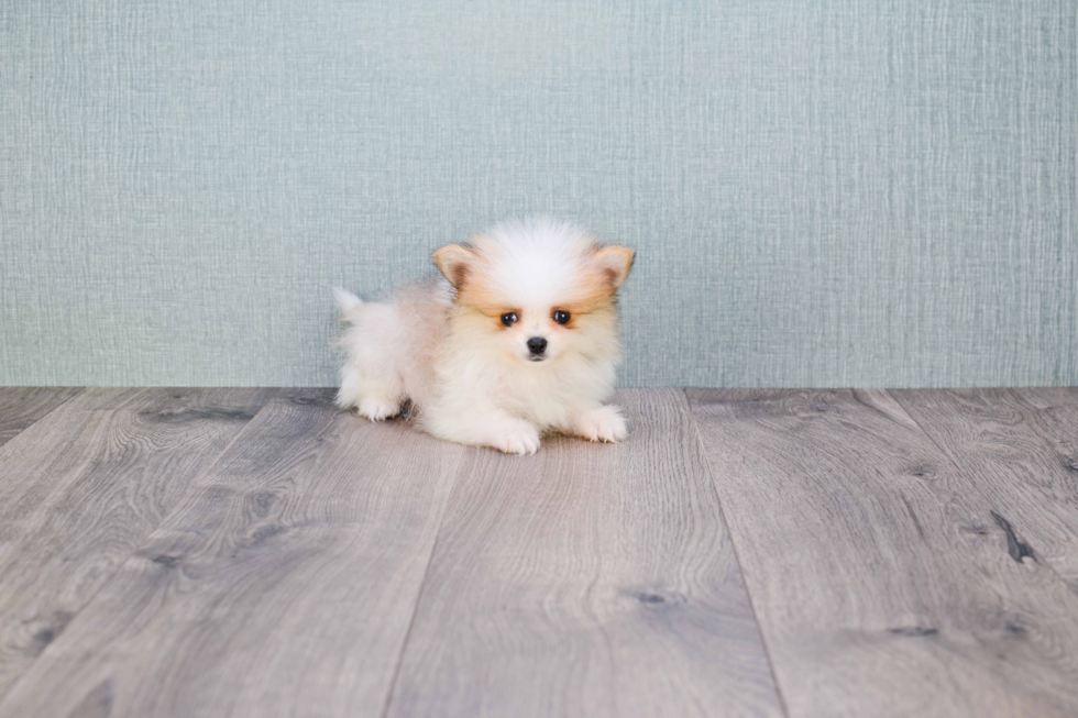 Pomeranian Puppy for Adoption