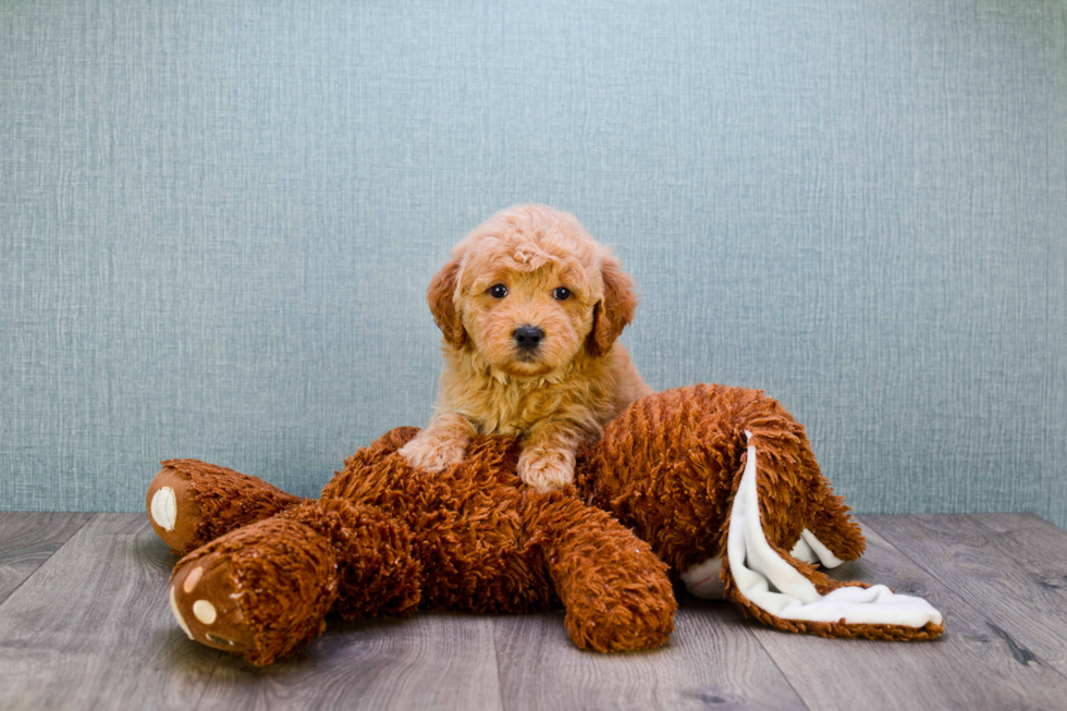 Hypoallergenic Golden Retriever Poodle Mix Puppy