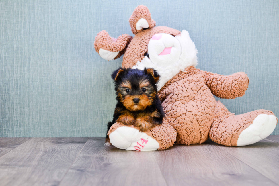 Meet Trigger - our Yorkshire Terrier Puppy Photo 