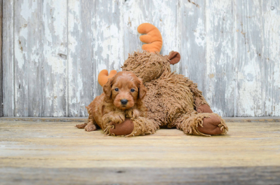 Little Golden Retriever Poodle Mix Puppy