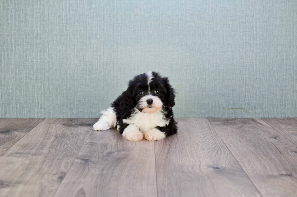 Funny Cavapoo Poodle Mix Pup