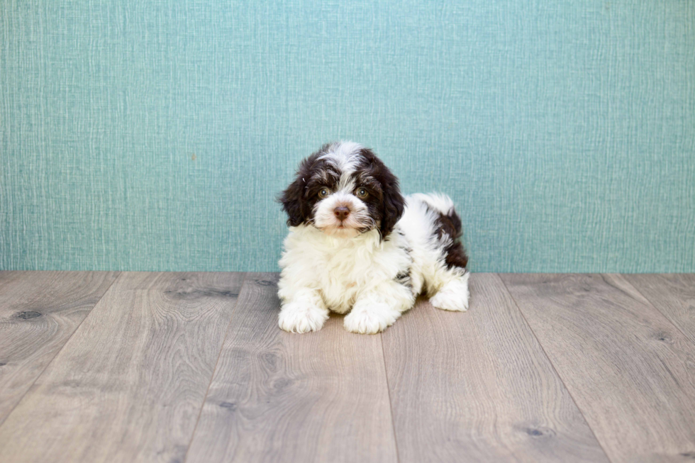 Meet Hershey - our Havanese Puppy Photo 