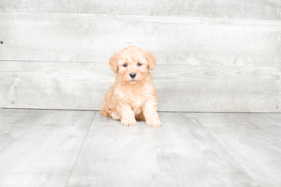 Best Mini Goldendoodle Baby