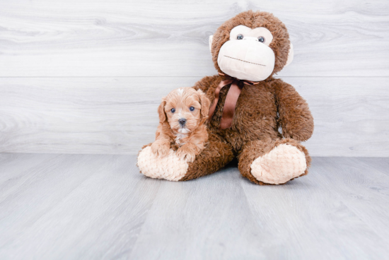 Cavapoo Pup Being Cute