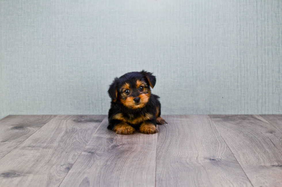 Meet Lisa - our Yorkshire Terrier Puppy Photo 