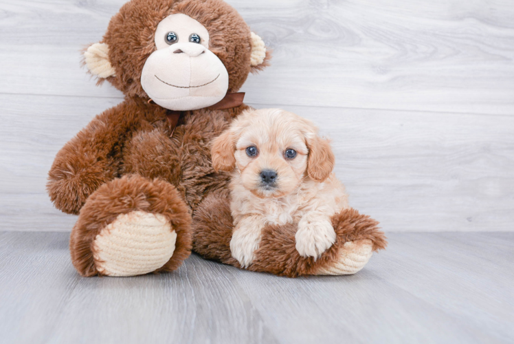 Cavapoo Puppy for Adoption