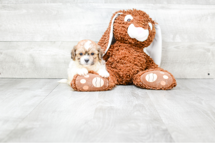 Petite Teddy Bear Designer Pup