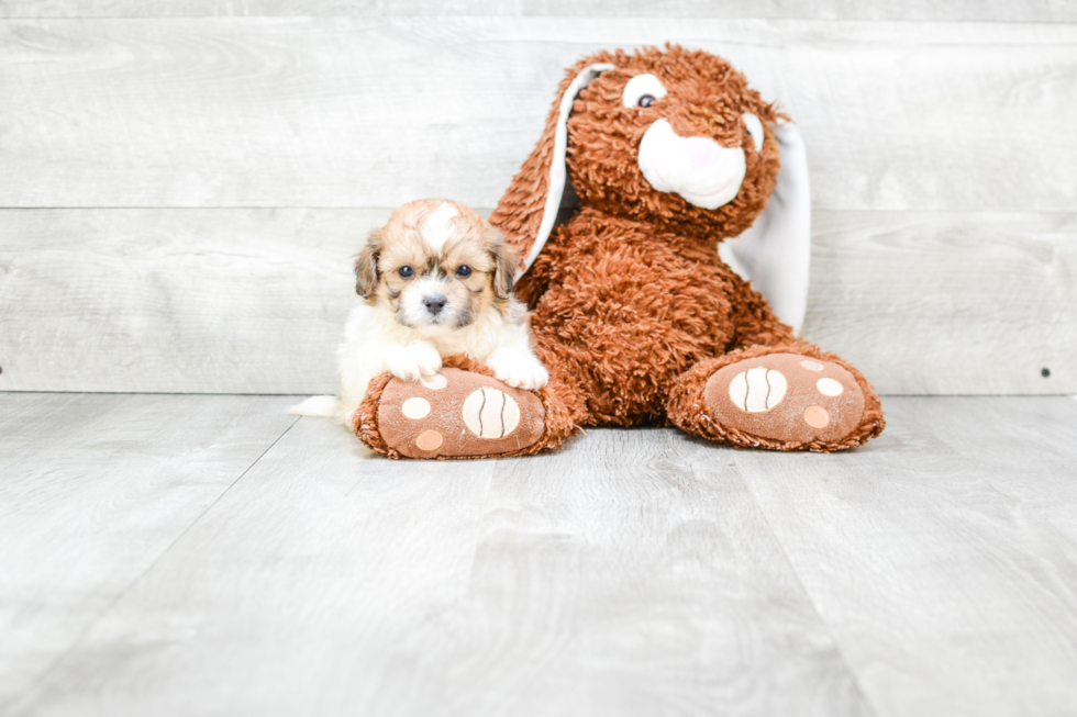 Petite Teddy Bear Designer Pup