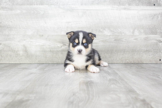 Pomsky Puppy for Adoption