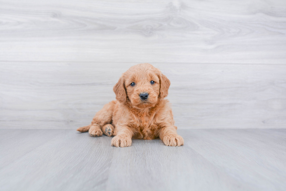 Mini Goldendoodle Puppy for Adoption