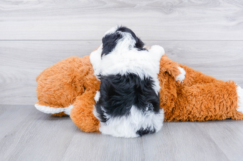 Mini Aussiedoodle Pup Being Cute