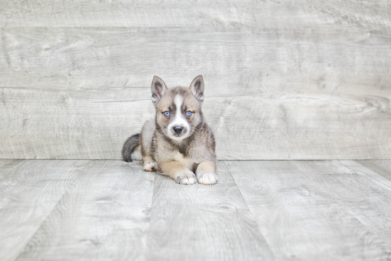 Petite Pomsky Designer Pup