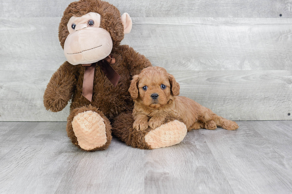 Sweet Cavapoo Baby