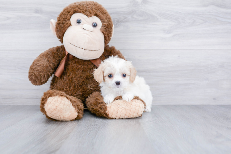 Cavachon Pup Being Cute