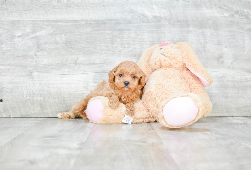 Poodle Pup Being Cute