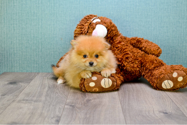 Pomeranian Pup Being Cute