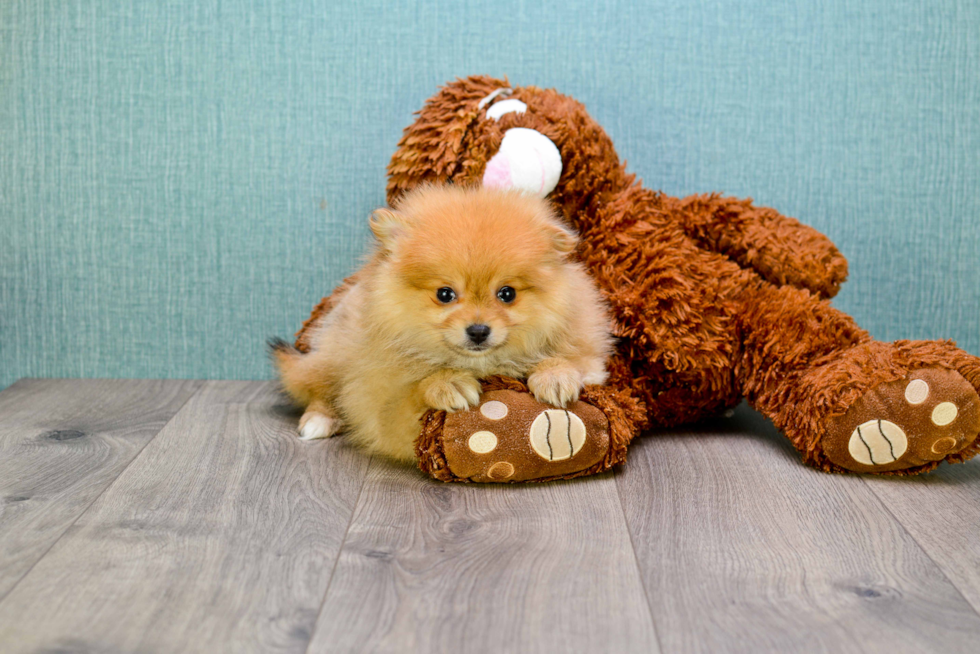 Pomeranian Pup Being Cute