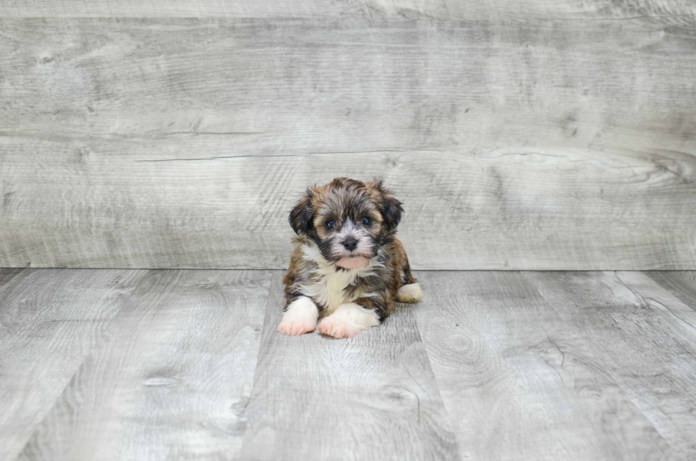 Smart Havanese Purebred Puppy