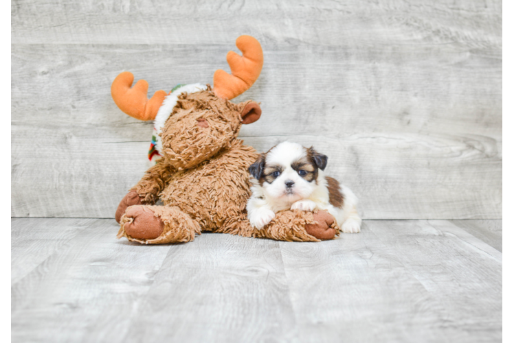 Teddy Bear Pup Being Cute