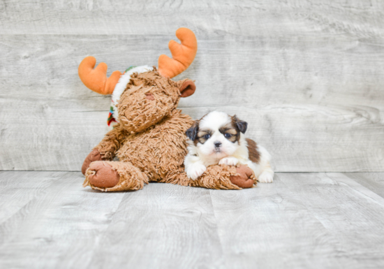 Teddy Bear Pup Being Cute