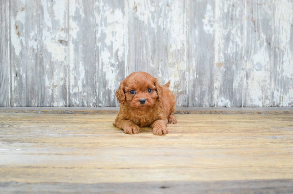 Best Cavapoo Baby